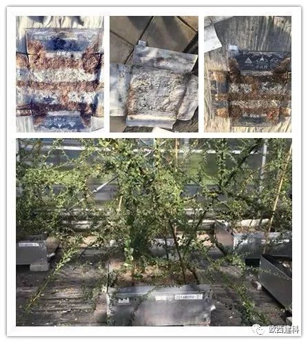 【喜大普奔】歐西建科耐根穿刺防水卷材順利通過北京園林所檢測！